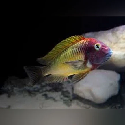 81-1.webp Tropheus Moorii Ilangi