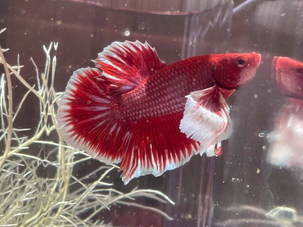 81OQjgynowL.jpg Halfmoon Betta Male