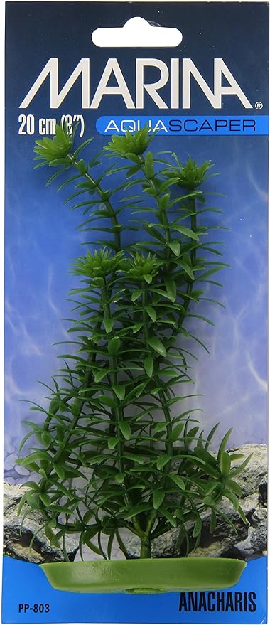 81uXwkUkvbL._AC_SY879_.jpg Anacharis - Plastic