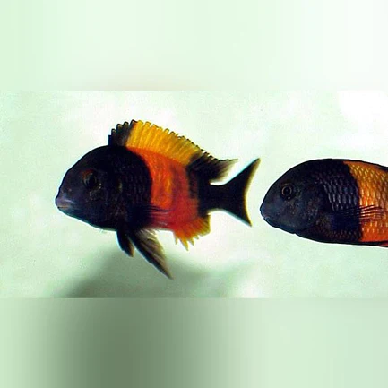 82-1.webp Tropheus Moorii Red Banded
