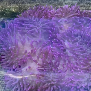 82.webp Sebae Purple Anemone
