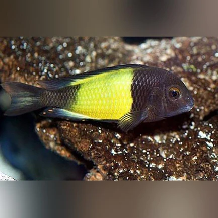 83-1.webp Tropheus Moorii Yellow Banded