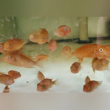 84-1.webp Tropheus Red Phoenix