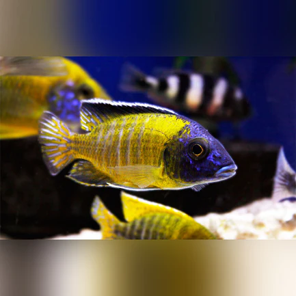 85-1.webp Usisya Flavescent Peacock Cichlid