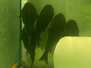 85-2.webp Gulper Catfish