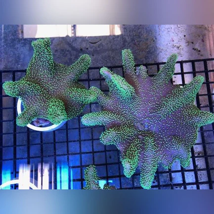 85.webp Super Green Leather - Aussi