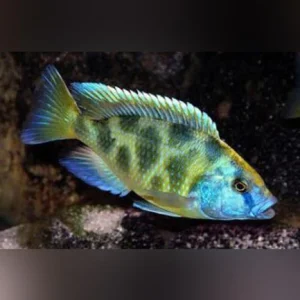 86-1.webp Venustus Cichlid