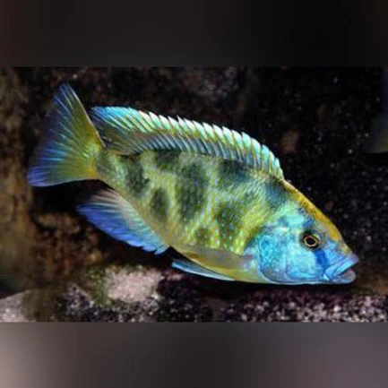 86-1.webp Venustus Cichlid
