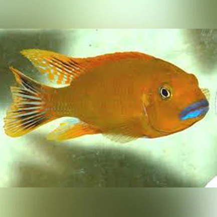 87-1.webp Williamsi Blue Lips Cichlid