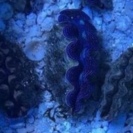 87.webp Tridacna Maxima Clam