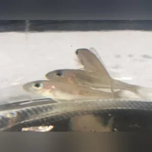 88-1.webp Xenotalapia bathyphilus