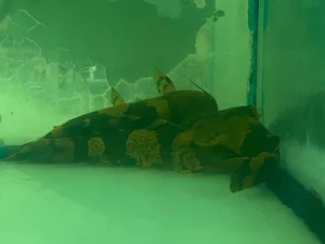 88-2.webp Giant Bumblebee Catfish