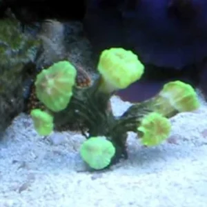 88.webp Trumpet Coral