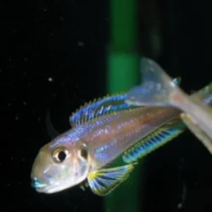 89-1.webp Xenotalapia spilopterus