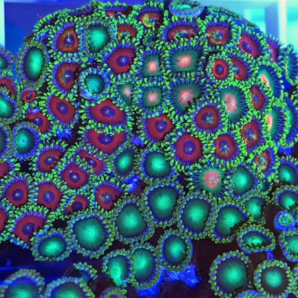 89.webp Watermelon Zoanthid