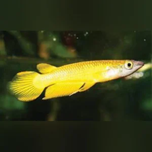 9-1-1.webp Gold Dream Panchax