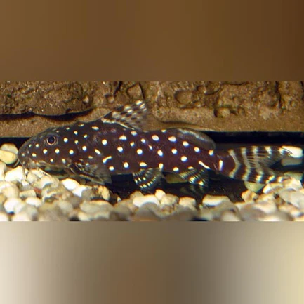 9-1.webp Synodontis Angelicus Catfish