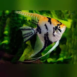 9-10.webp Gold Marble Angelfish