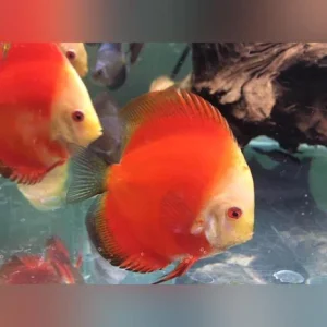 9-13.webp Red Marlboro Discus