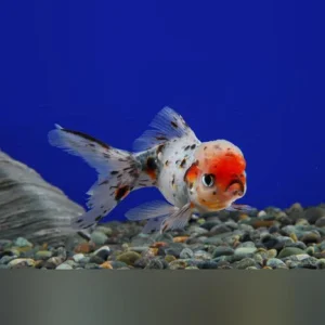9-14.webp Calico Oranda Goldfish