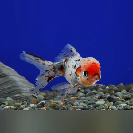 9-14.webp Calico Oranda Goldfish