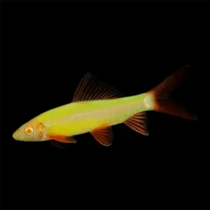 9-15.webp Electric Green Glo Shark