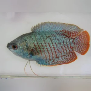 9-17.webp Neon Blue Dwarf Gourami