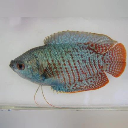 9-17.webp Neon Blue Dwarf Gourami