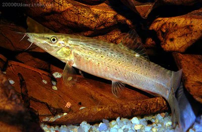 9-2-1.webp Green Tiger Loach