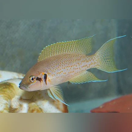 9-2.webp Brichardi Cichlid - Daffodil