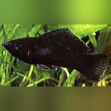 9-3-1.webp Black Sailfin Molly (Pair)