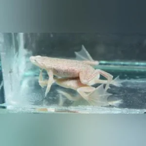 9-3.webp Blond Dwarf Frog
