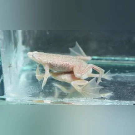9-3.webp Blond Dwarf Frog