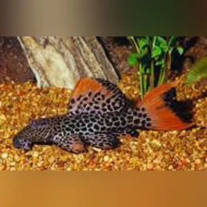 9-5.webp L-114 Leopard Cactus Pleco