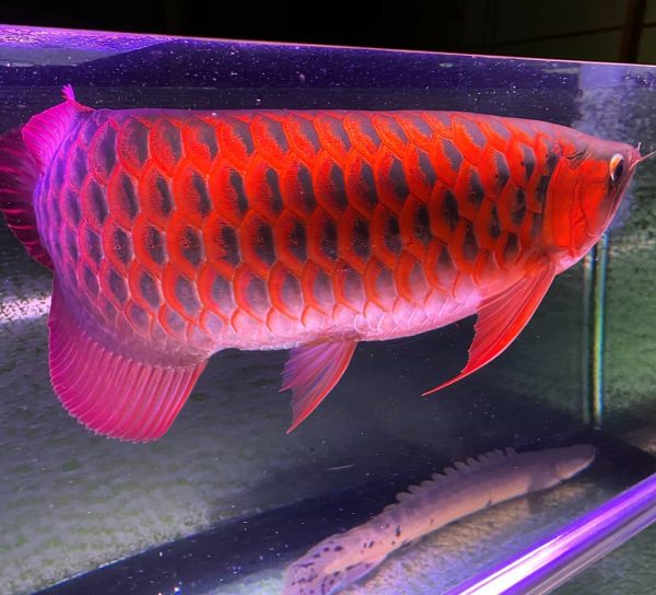 9.jpg Chili Red Arowana Fish