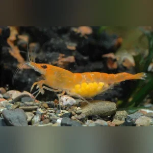 9-8-1.webp Mandarine Orange Shrimp