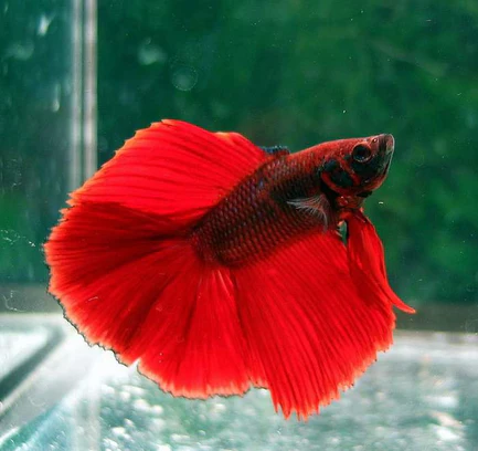 9-8.webp Full Moon Betta Male