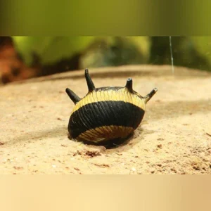 9-9.webp Thorny Sunshine Snail