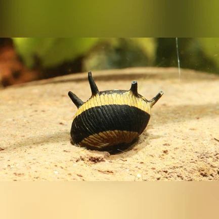 9-9.webp Thorny Sunshine Snail