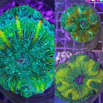 9.webp Carpet Mini-Maxi Ultra Anemone