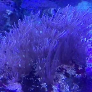 90.webp Waving Hand - Blue Xenia