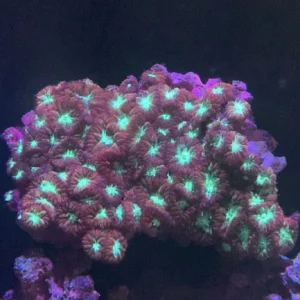 91.webp Wellsi Red Blastomussa Coral