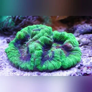 92.webp Wellsophyllia Green Brain