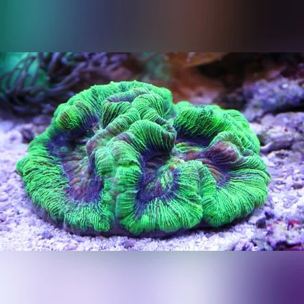 92.webp Wellsophyllia Green Brain