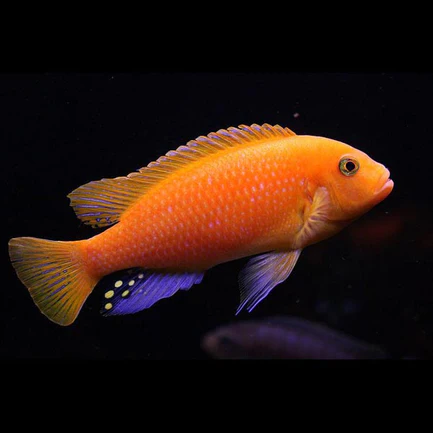 93-1.webp Zebra Cichlid Red