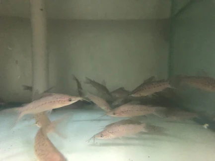 93-2.webp Porthole Catfish