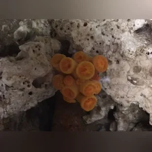 93.webp Yellow Sun Coral