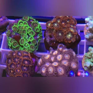 Zoanthid Frag