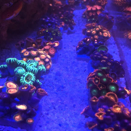 94.1.webp Zoanthid Frag