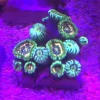 94.2.webp Zoanthid Frag